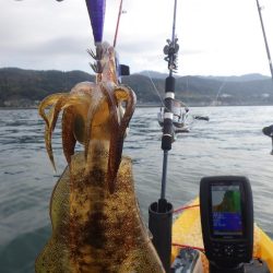 あおりいか一杯だけとは…